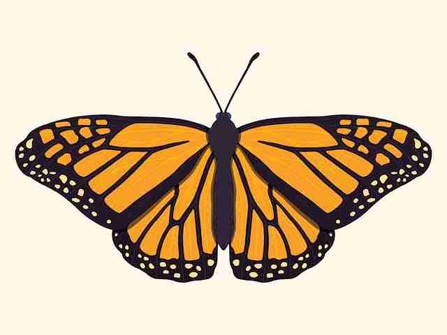 糖心vlog趋势前瞻·增长黑客完全指南